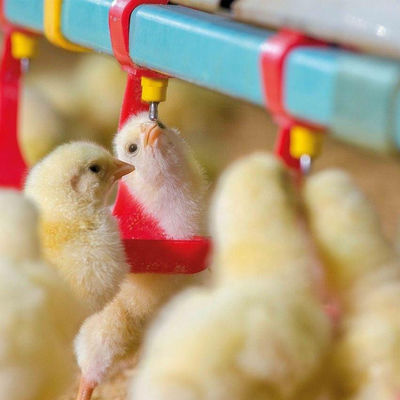 330mm 직경 닭 지류 및 술꾼 뜨거운 Gavanized 호퍼